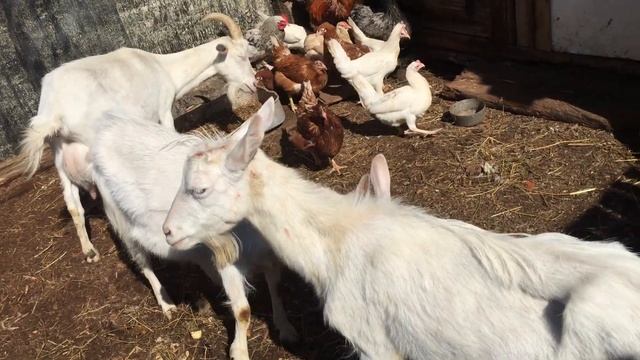 Выгодно ли держать коз? Расчет прибыли на месяц.