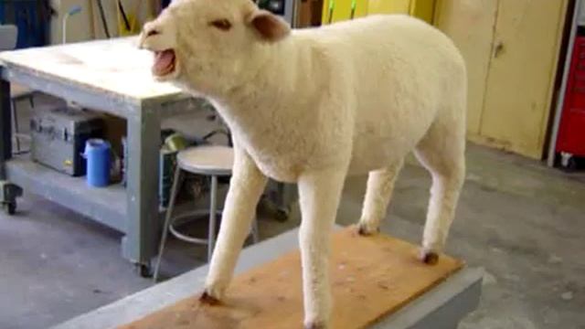Animated sheep puppet by Animal Makers смотреть онлайн