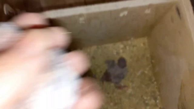 Расцветка птенцов у пары волнистых попугаев. Ощип или плохое оперение?! смотреть онлайн