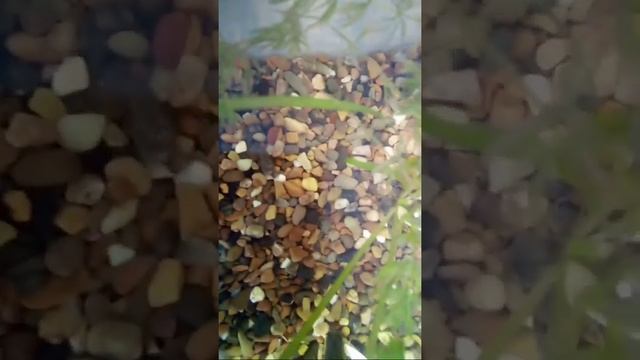 Как Называется Рыбка? смотреть онлайн