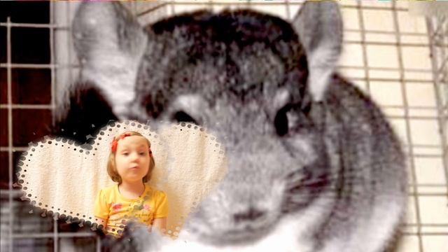 Шуба из шиншиллы. смотреть онлайн