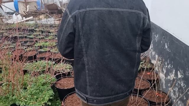 Гортензия. Советы садовода с 18 летним стажем по выращиванию. смотреть онлайн