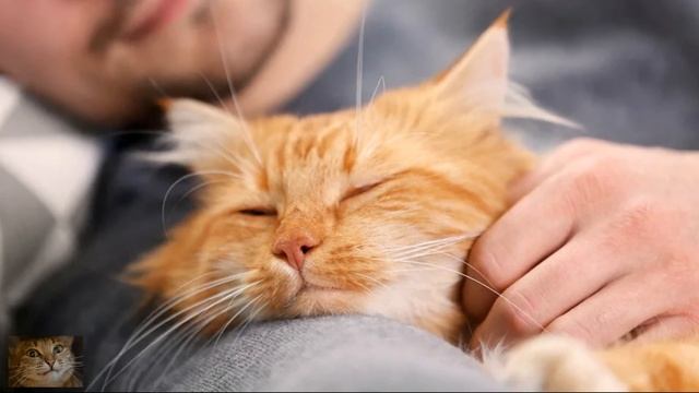 Почему Кошка Ложится Спать Рядом с Человеком. Кошачьи Позы для Сна. Значение смотреть онлайн