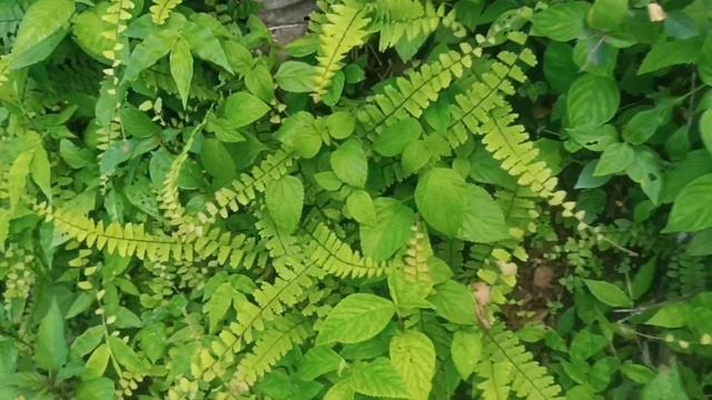 Adiantum caudatum, #Walkingfern,#Maidenhairfern смотреть онлайн