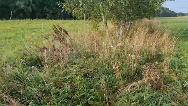 БЫЧКИ НА НОВОМ ПАСТБИЩЕ кфх Дик. 27-8-21. смотреть онлайн