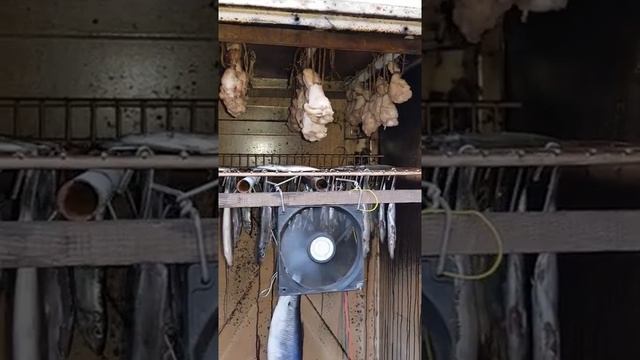 Сушка перед копчением смотреть онлайн