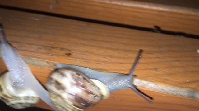 Улитки из Щелкино смотреть онлайн