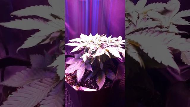Hindu Kush/Ak47 in week 5 of flower legal grow смотреть онлайн