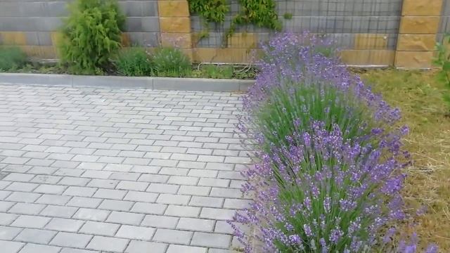 Кулинарная Фантазия