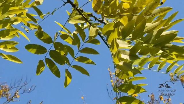 Sophora japonica 'Regent' jerlín japonský смотреть онлайн