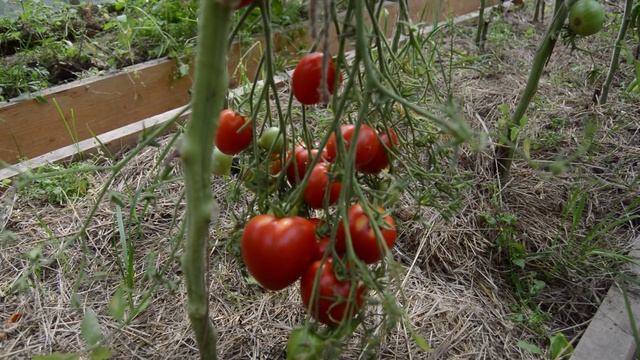 Сорт - "ЮБИЛЕЙНЫЙ ТАРАСЕНКО". Томаты от Фёдора. смотреть онлайн