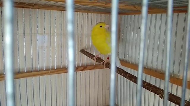 Линька наших канареек