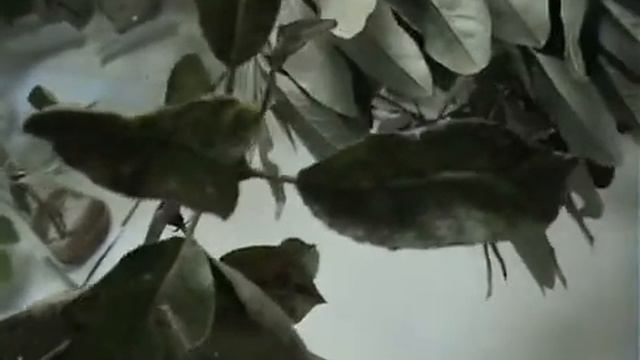 Pyrus communis смотреть онлайн