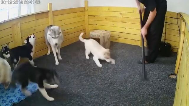 Пылесос смотреть онлайн