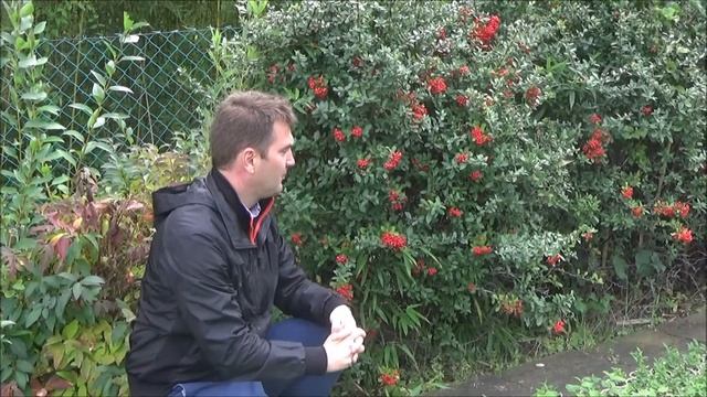 Pyracantha coccinea 'Red Column' - Piros bogyójú tűztövis смотреть онлайн