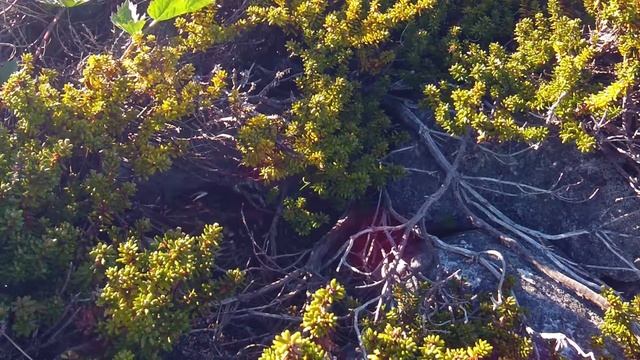 Камнешарка (Arenaria Interpres) на гнезде