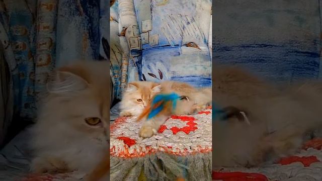 длинношерстная британская кошка смотреть онлайн