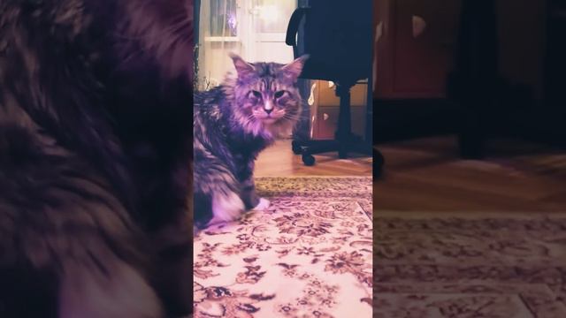 Мейн Кун добрый смотреть онлайн