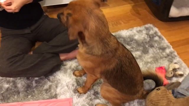Pooch Perks Unboxing & Review - April 2017 Popular Pooch Box for Medium Dogs смотреть онлайн