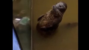 Тюлень бьет себя по пузу. Тюлень наелся. Сытый тюлень