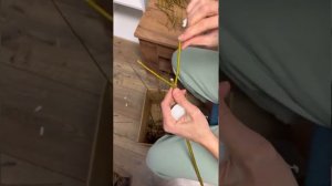 Прививаем иву на штамбе.