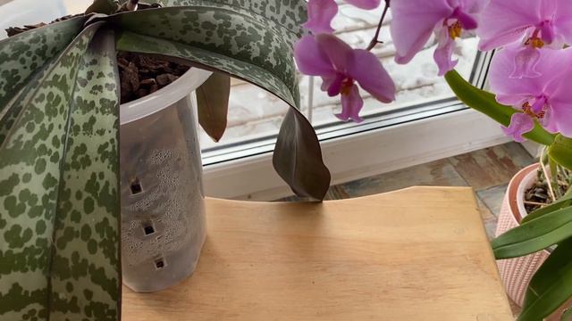 P.Schilleriana 'Pink Butterfly' AM/AOS смотреть онлайн