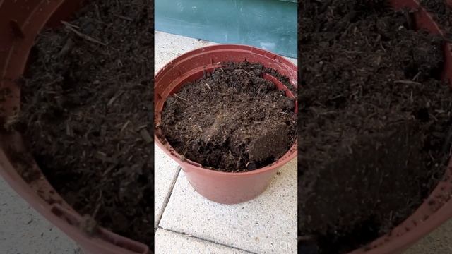 как вырастить оливку из косточки? смотреть онлайн