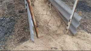 Виноград в Сибири Отрываю виноград