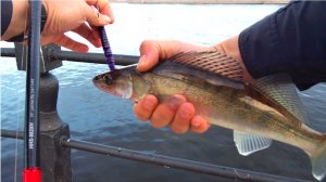 ЛОВЛЯ СУДАКА НА ДЖИГ НА НЕВЕ