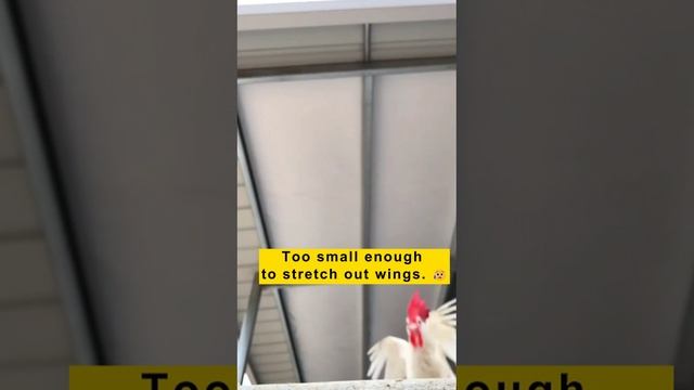Look at these free chickens! смотреть онлайн