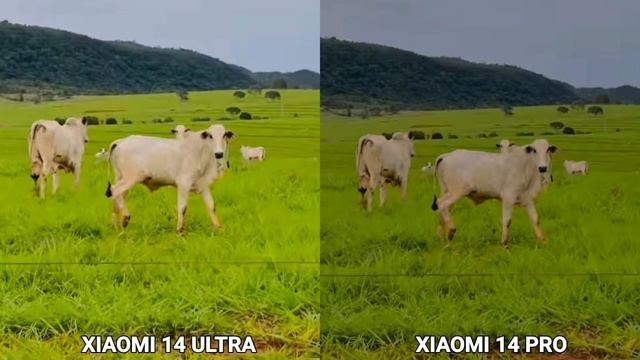 Xiaomi 14 Ultra VS Xiaomi 14 Pro Camera Test