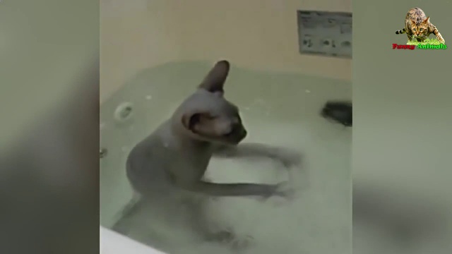 ПРИКОЛЫ С КОТАМИ. СМЕШНЫЕ КОТЫ И КОШКИ 2017. смотреть онлайн