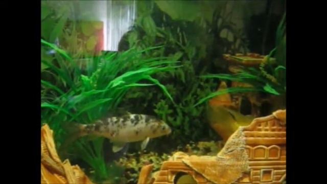 РЫБКИ смотреть онлайн