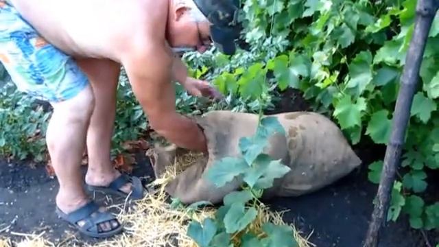 Замульчировали огурцы соломой смотреть онлайн