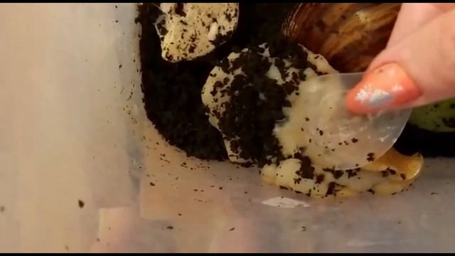 Как разбудить улитку ахатина из спячки. Улитка Ахатина смотреть онлайн