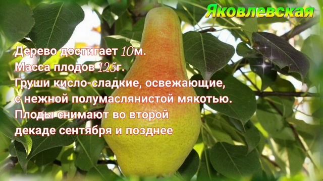 Топ-5. Лёжкие сорта груш смотреть онлайн