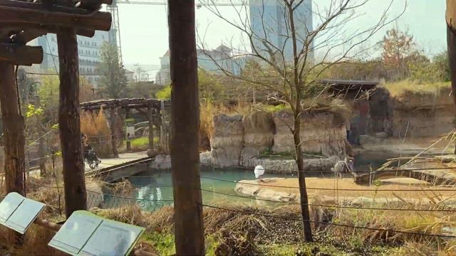 Посещаем зоопарк в Америке в штате Техас. Лучший зоопарк в США смотреть онлайн