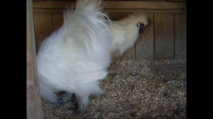 Китайские шелковые куры - первые впечатления