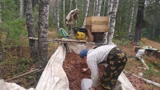 Добыча кедрового ореха. смотреть онлайн