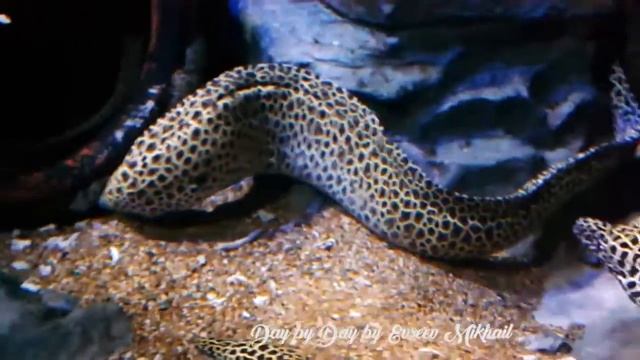 Singapore Aquarium. / Сингапур. Азия, Малайзия, Сингапур, Индонезия, жизнь.