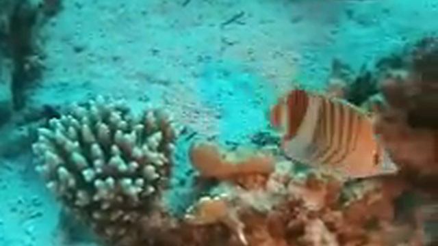 Soma Bay смотреть онлайн