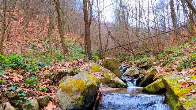 Лучшая птичья песня. Божественно поет соловей смотреть онлайн