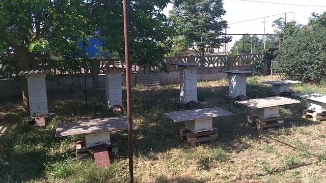 Мои домашние "мангусты".Лучшие охранники от этих гадов в крымской степи. смотреть онлайн