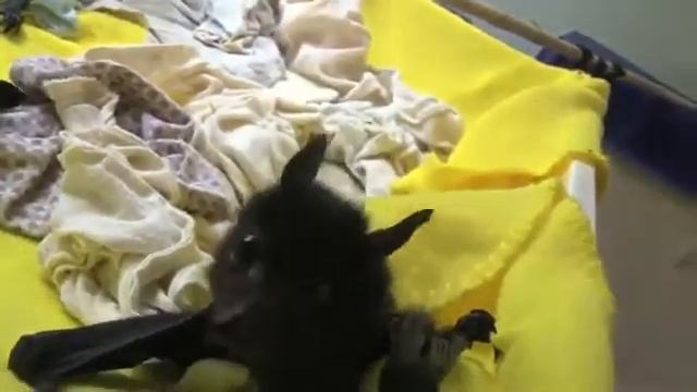 Маленькие летучие мыши