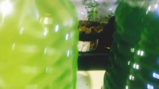 Секрет удачного выращивания Хлореллы! смотреть онлайн