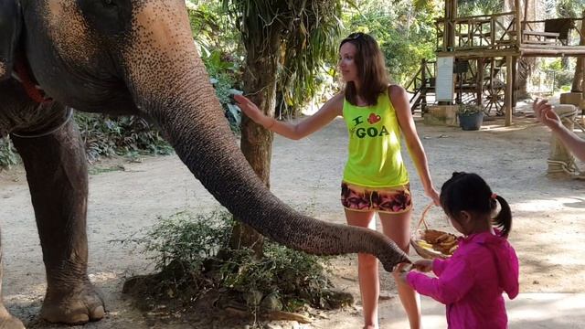 Кормим слонов ПХУКЕТ | Катание на слонах смотреть онлайн