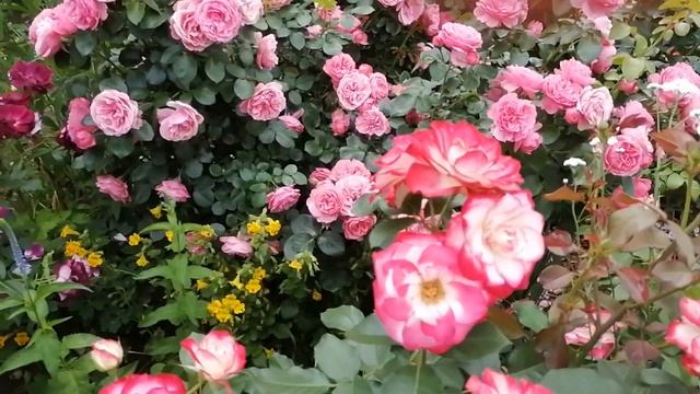 Дорогие друзья, давайте познакомимся ближе. Не много запоздалое видео смотреть онлайн