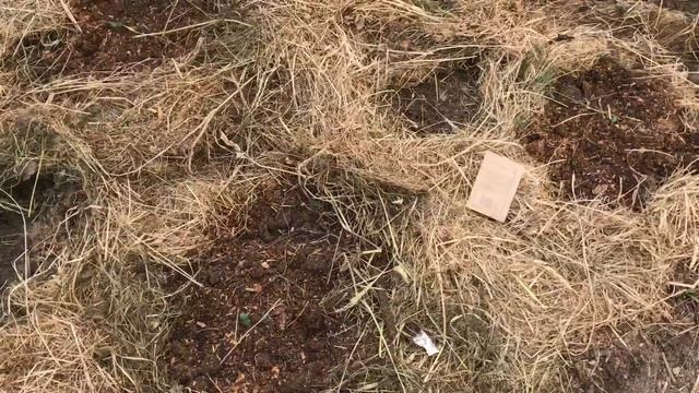 Поздняя посадка огурцов кабачков в июне смотреть онлайн