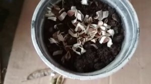 Выращиваем кирказон ( посев семян)