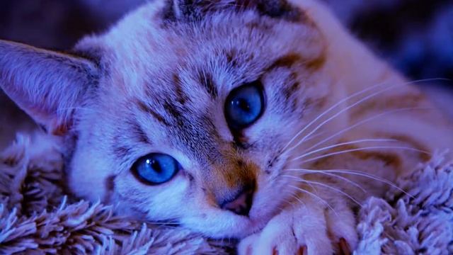 Plenka - No (slowed + Reverb)